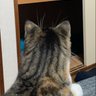 Profilbild von 平日のもふもふ🐱
