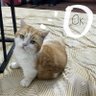 :) ; ? ; :/ ; -_- profil fotoğrafı