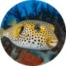 Puff profil fotoğrafı