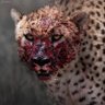 Profilbild von Omnivore ✝️