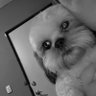 Camacho's profile picture