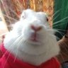 Vasco Dos Coelhos 的头像
