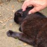 黒ねこのさきさき😻 的头像