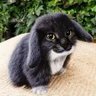Profilbild von Prietokun