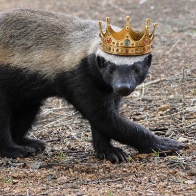 Honey Badger's profile picture