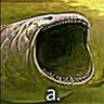 Dr_Azteck profil fotoğrafı