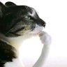 bread_mike🇧🇷's profile picture
