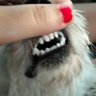 pauladelaraya's profile picture