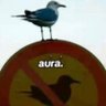 Birb 的头像