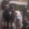 Perro_alienado's profile picture