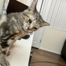 feedme.clips profil fotoğrafı