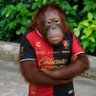 Orangujuan profil fotoğrafı