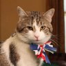 寄吧猫其乐无穷啊 profil fotoğrafı