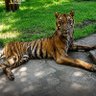Фото профиля Bukan penyembah budaya arab !