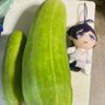 新刊なし…… 的头像
