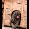 Rollo's profile picture