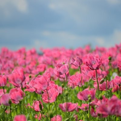 comomo_FABM's profile picture