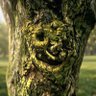 Facetreeing's profile picture
