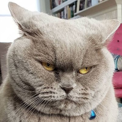 kiikuza's profile picture