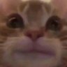 Just a Coupla Brown Eyed Boisss's profile picture