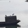 沈烛青 的头像