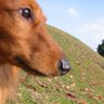 DogLoverYuki profil fotoğrafı