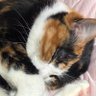 Profilbild von ねこくらげ
