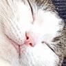 6cats2dogs 的头像