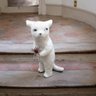 Фани Селенова's profile picture