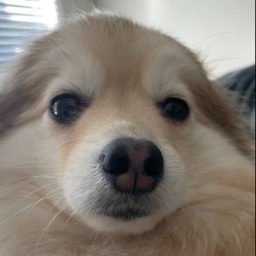 onryoo__'s profile picture