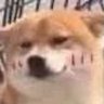 Profilbild von Liiche