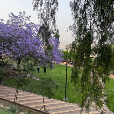 shroqalzin's profile picture