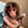 Little Monkey Punch 的头像