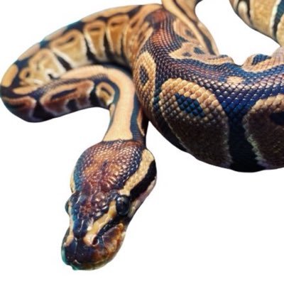 AHachurui's profile picture