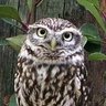 Profilbild von Mocho Apollo