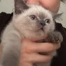 Birsu 的头像