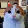 starsalign's profile picture