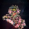 iraqiOne's profile picture