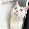 ぴかいち profil fotoğrafı
