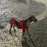 Фото профиля Comentador Flamenguista