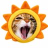 솔비스 profil fotoğrafı