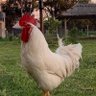 Фото профиля Carlos Briasco 🐓