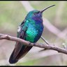 Profilbild von Anita.hummingbirdorange-624
