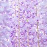 Profilbild von 藤の花が咲いた