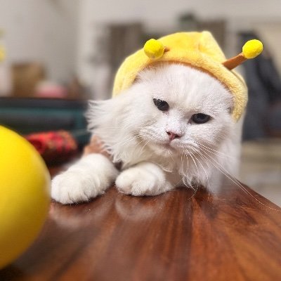 APOORV MISHRA's profile picture