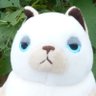 Profilbild von もちねこ一家(カズノコ)