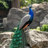 Suresh K mourya profil fotoğrafı