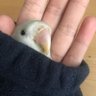 Profilbild von peeekabo