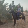 Mohamed Eltayeb's profile picture
