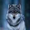 WOLF profil fotoğrafı